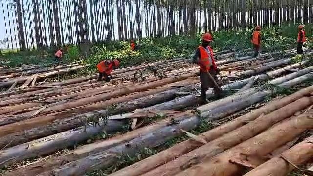 Crew working on felled eucalyptus logs
