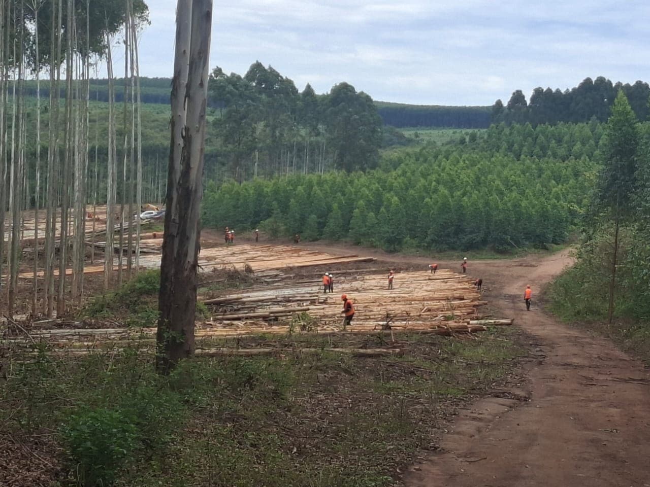 Kwabakya crew in high-visibility gear sorting harvested eucalyptus logs beside a plantation road