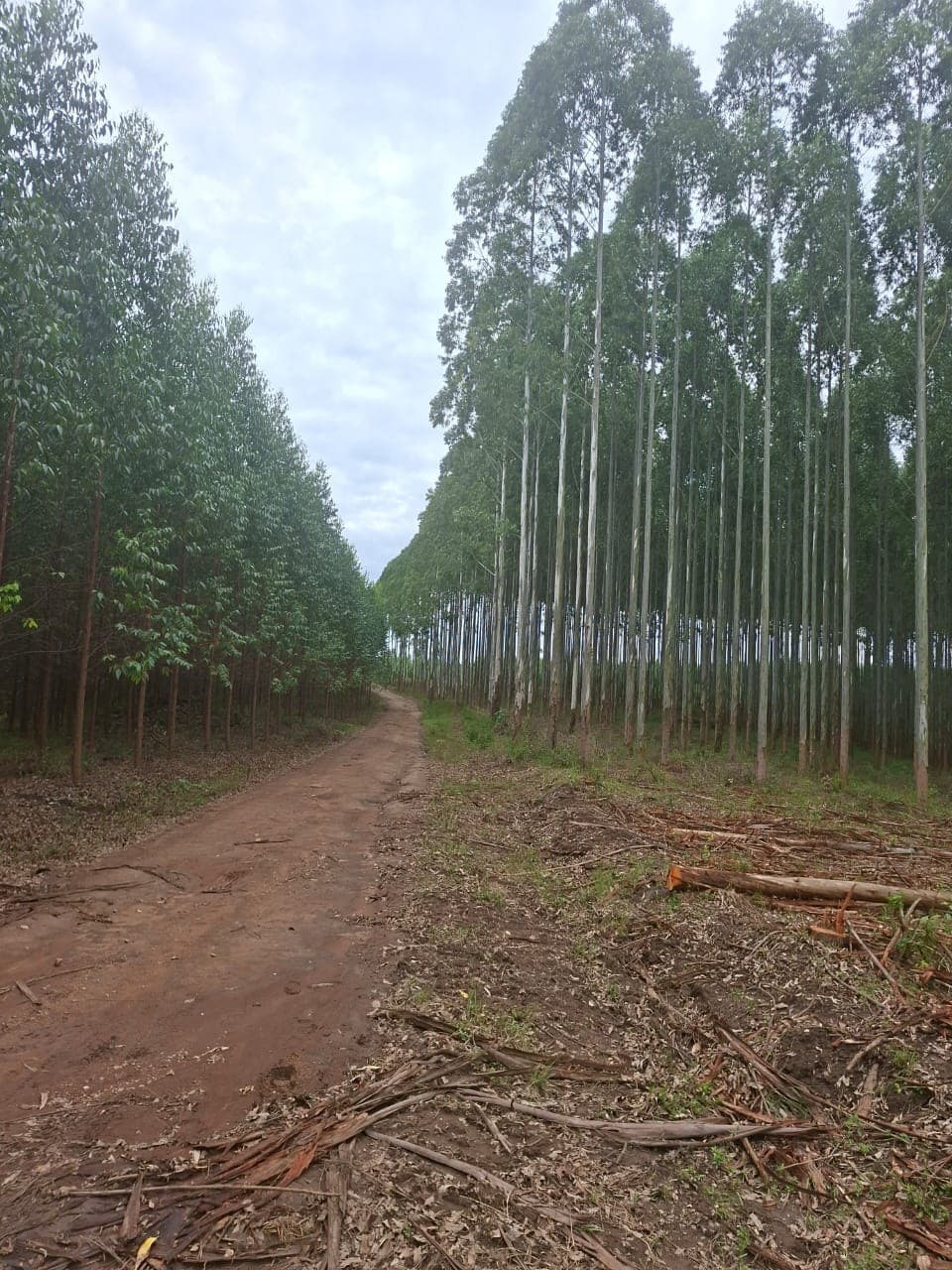 Plantation road running between tall eucalyptus stands