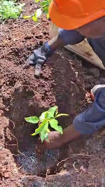 Worker in a helmet planting and watering a seedling